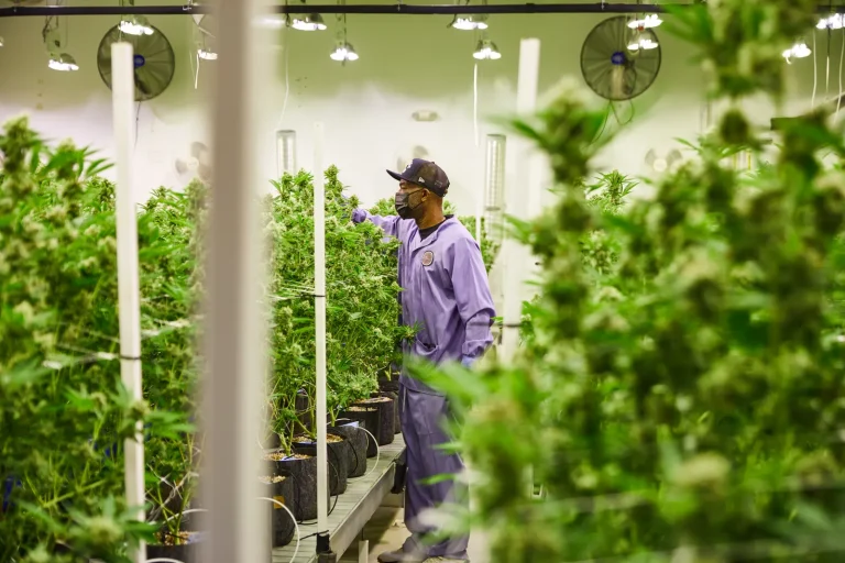 Luxury Cannabis Brands Everyone Is Talking About