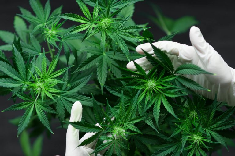 Why Cannabis Culture Keeps Growing