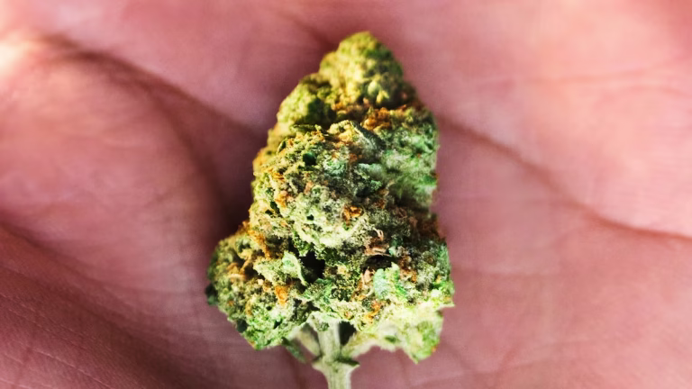 Exotic Weed Strains Smokers Are Obsessed With