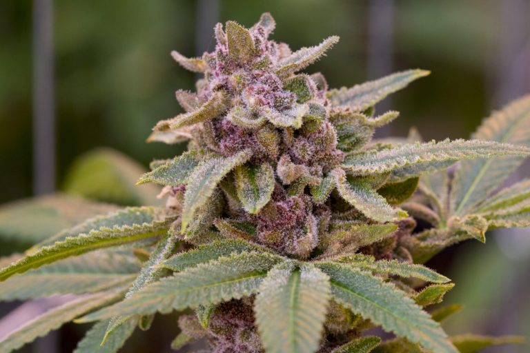 Most Popular Weed Strains of the Year