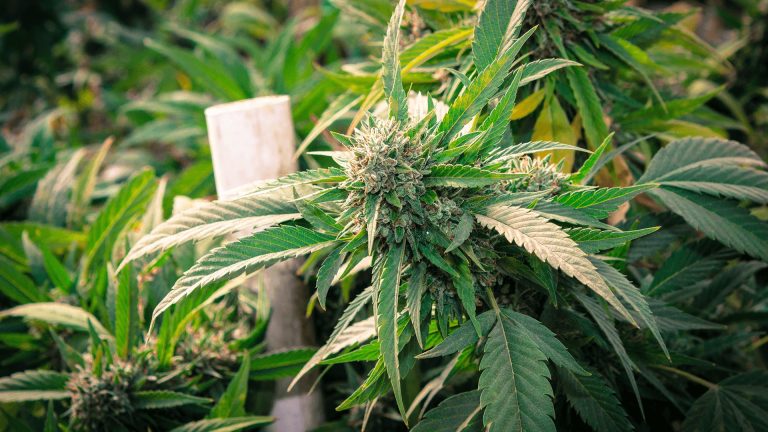 The Rise of Designer Strains