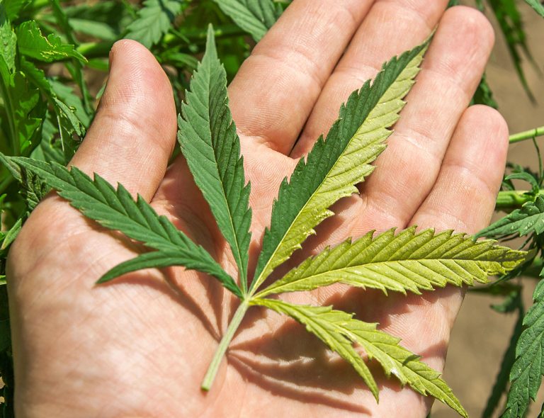 Rare Cannabis Strains You’ve Probably Never Heard Of