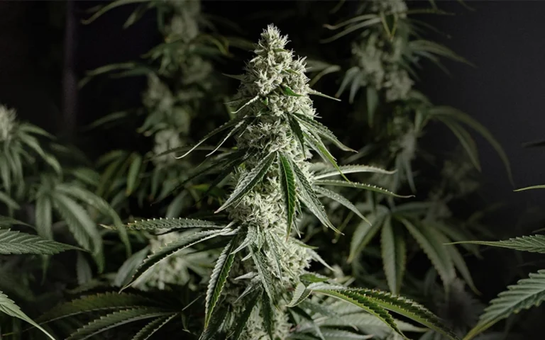 Best Nighttime Strains for Deep Chill