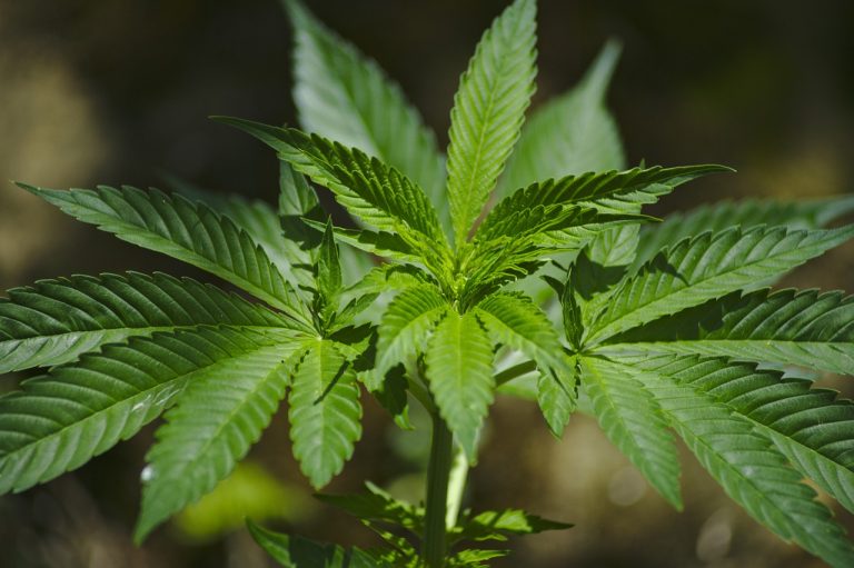 How Legalization Is Changing Cannabis Culture