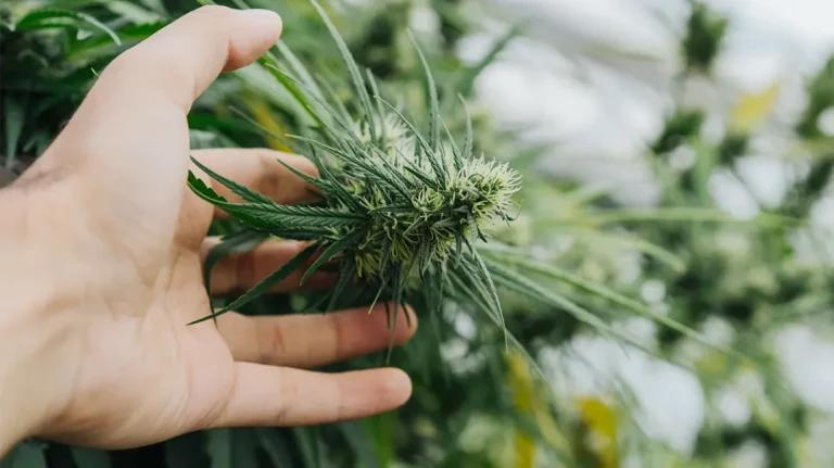 Top Sativa Strains for Energy and Creativity