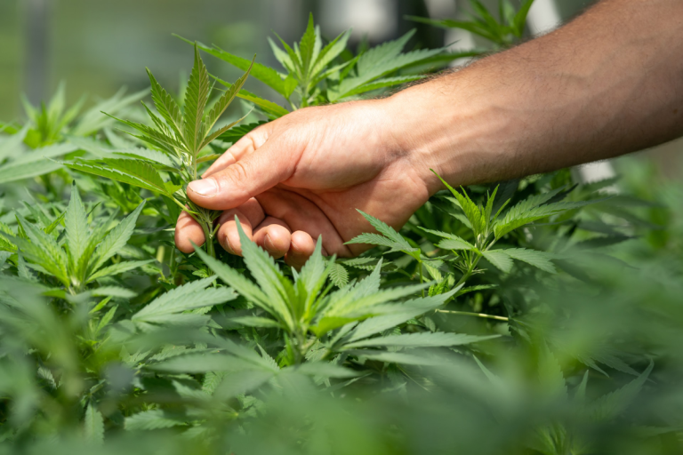 How Cannabis Influencers Shape the Industry