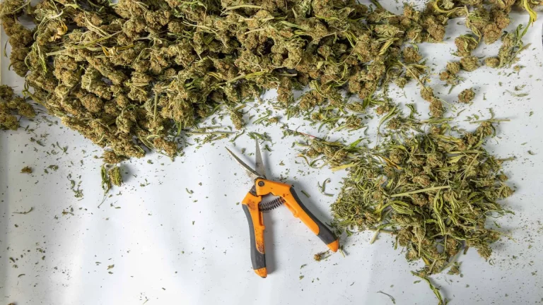 How to Stop Weed From Drying Out
